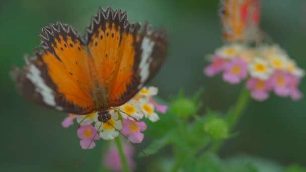 Nahaufnahme Video Von Bunten Schmetterling Auf Blume — Stockvideo