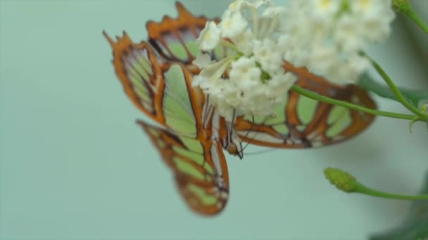Primer Plano Vídeo Mariposa Colores Flor Blanca — Vídeos de Stock