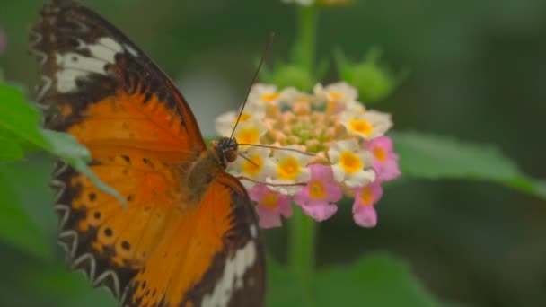 花の上にカラフルな蝶のビデオを閉じます — ストック動画