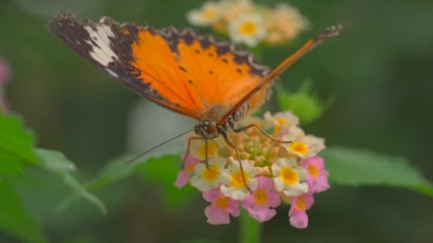 Nahaufnahme Video Von Bunten Schmetterling Auf Blume — Stockvideo