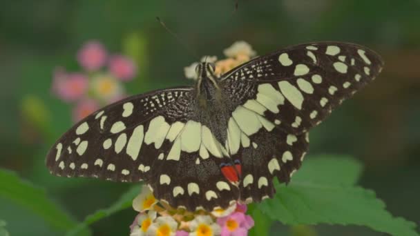 Κοντινό Βίντεο Ασπρόμαυρη Πεταλούδα Στο Λουλούδι — Αρχείο Βίντεο