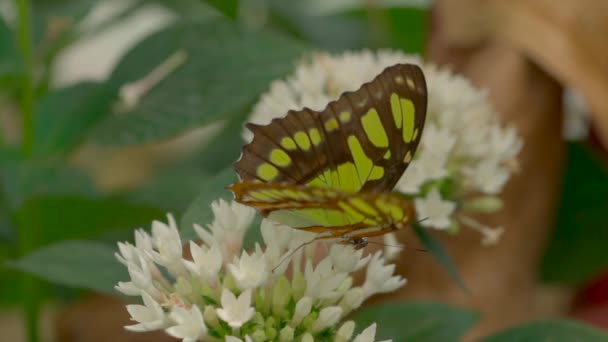 Закрыть Видео Цветной Бабочки Цветке — стоковое видео