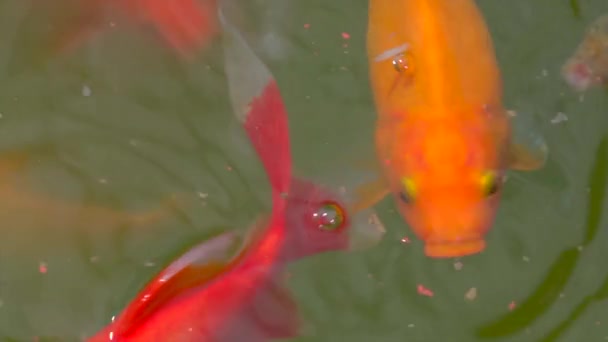 Vermelho Laranja Koi Carpa Peixes Fazendo Bolhas Lagoa — Vídeo de Stock