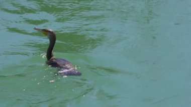 Nehirde yüzen kuş suyun altına dalıyor.