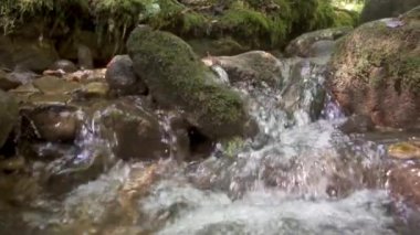 Ormandaki taşların üzerinden akan nehir.