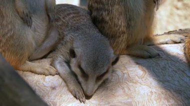 Yumuşak güneş ışığındaki mirketlerin sevimli görüntüleri