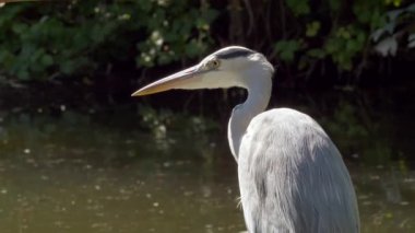 Gri balıkçıl sakin suyla gölde