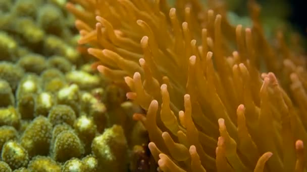 Riprese Anemoni Marini Movimento Sott Acqua — Video Stock