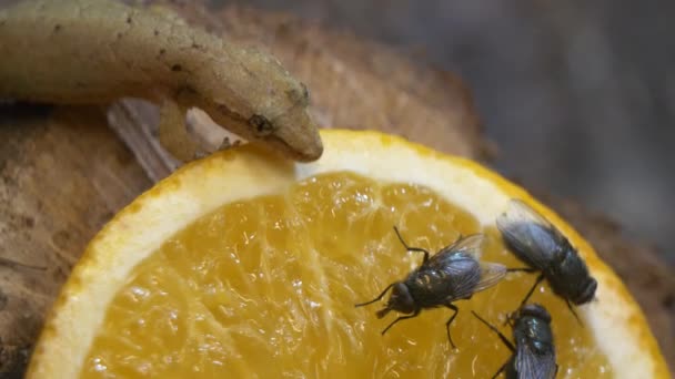 Geko Piccola Lucertola Provare Limone Con Lingua — Video Stock