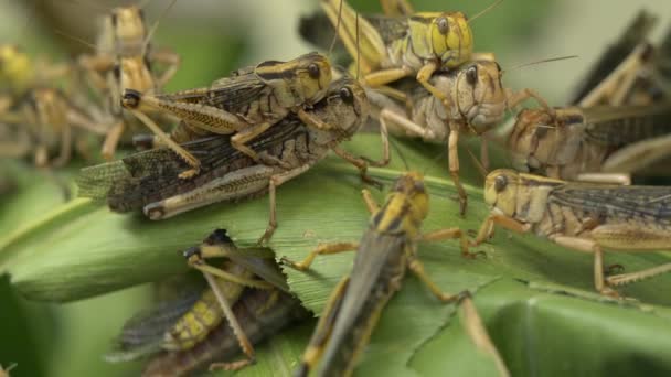 Plans Rapprochés Sauterelles Dans Habitat Naturel — Video