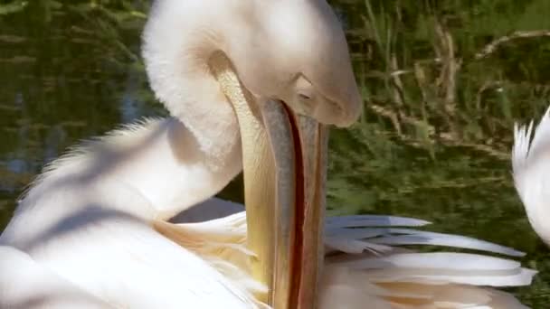 Pelícanos Blancos Cerca Del Agua Zoológico — Vídeos de Stock