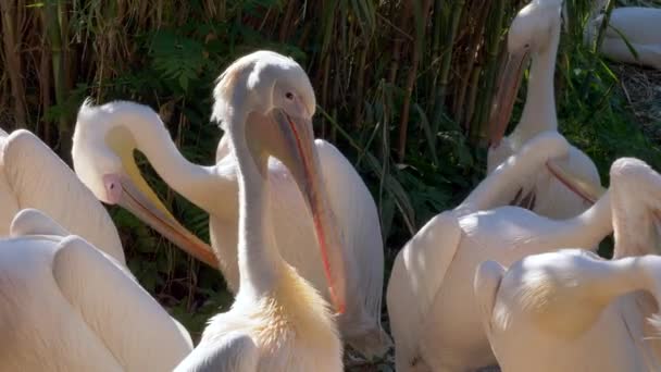 Белые Пеликаны Возле Воды Зоопарке — стоковое видео
