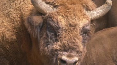 Güneşin altında duran bizonların portre görüntüleri.