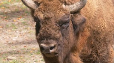 Güneşin altında duran bizonların portre görüntüleri.