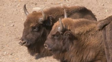 Güneş ışığında yatan ve kuyruklarını hareket ettiren iki bizon.