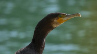 Suyun yanında güzel yeşil gözlü karabatak.