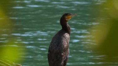 Suyun yanında güzel yeşil gözlü karabatak.