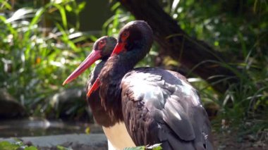 İki Kara leylek kuşunun yakın görüntüsü