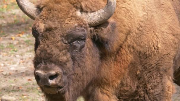 Portrait Footage Bison Standing Sunlight — Stock Video