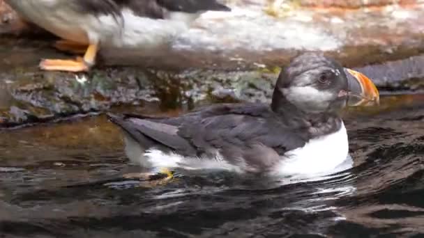 Κοντινή Άποψη Των Μικρών Puffins Του Ατλαντικού Στο Νερό — Αρχείο Βίντεο