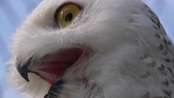 Mavi Gökyüzü Arkaplanı Üzerinde Güzel Beyaz Baykuşun Yakın Görüntüsü — Stok video