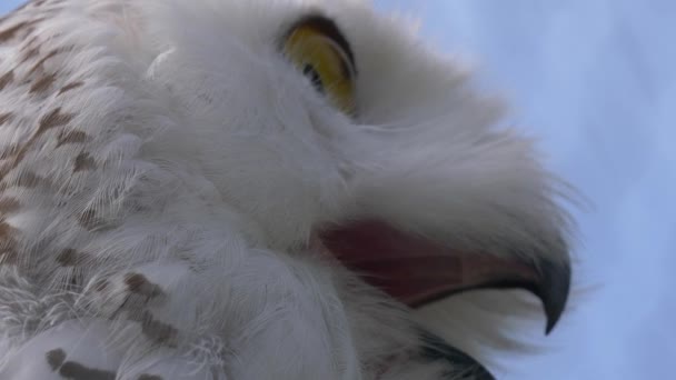 Mavi Gökyüzü Arkaplanı Üzerinde Güzel Beyaz Baykuşun Yakın Görüntüsü — Stok video