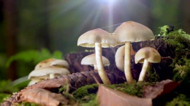 Mantar görüntüsü, kamera sağa hareket ediyor.