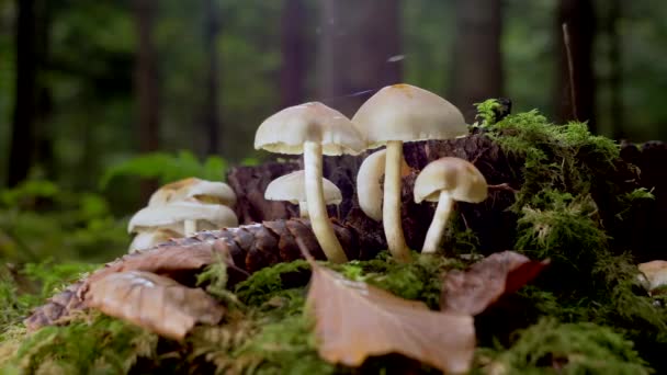 蘑菇的镜头 照相机向右移动 — 图库视频影像