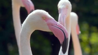  Hayvanat bahçesindeki güzel pembe flamingolar