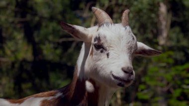 Doğal ortamdaki şirin benekli keçi portresi 
