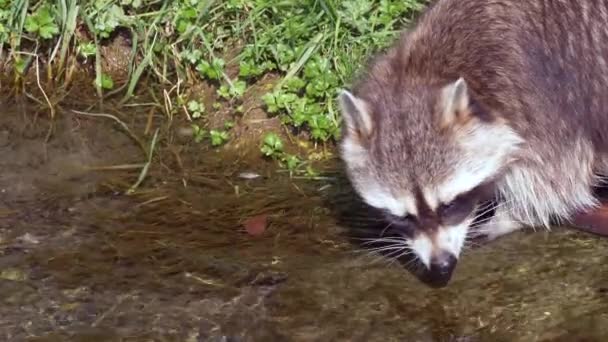 Cute Adult Racoon Try Find Some Meal Water — Stock Video