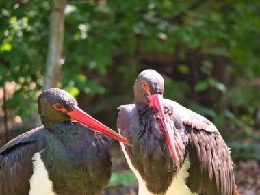 İki Kara leylek kuşunun yakın görüntüsü