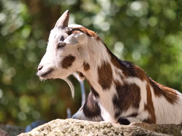 Portret Van Schattig Gevlekte Geit Natuurlijke Habitat — Stockfoto