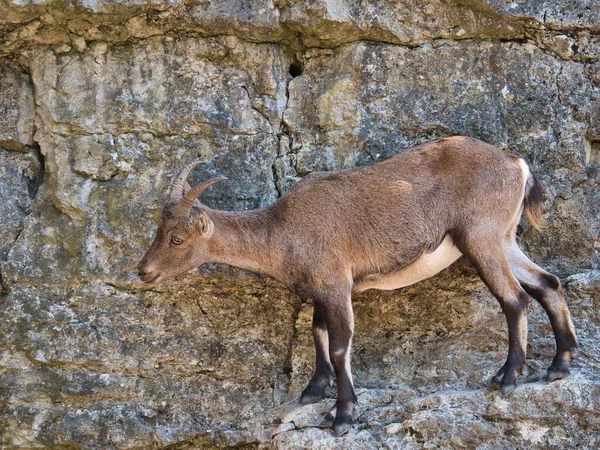小さな茶色のヤギが岩だらけの山に — ストック写真