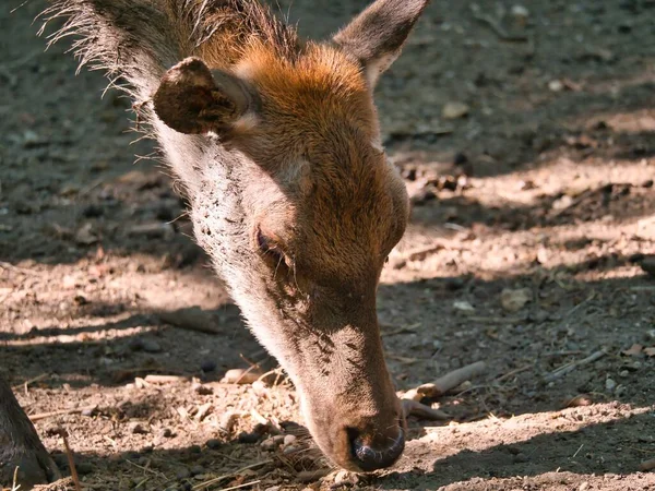 小鹿在森林里吃东西的特写 — 图库照片