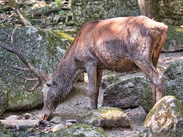 Ciervo Joven Sucio Con Cuernos Grandes Comiendo Bosque —  Fotos de Stock