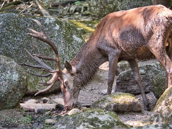 Ciervo Joven Sucio Con Cuernos Grandes Comiendo Bosque — Foto de Stock