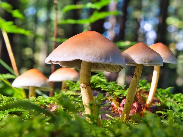 Group Little Mushrooms Growing Forest — Stock Photo, Image