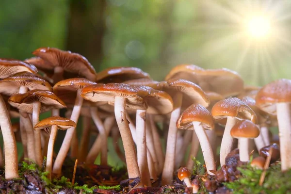 Group Little Mushrooms Growing Forest — Stock Photo, Image