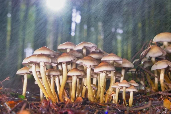 森の中で育った小さなキノコのグループは — ストック写真