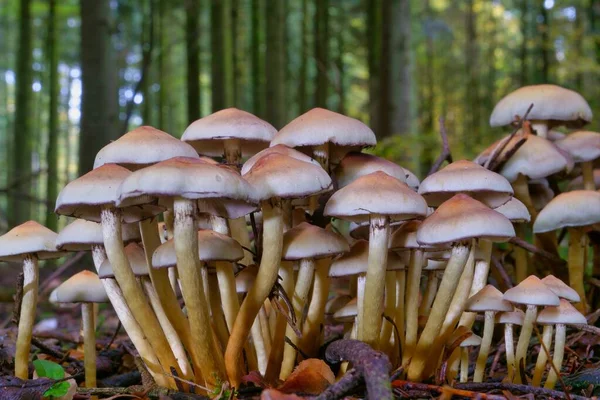 Group Little Mushrooms Growing Forest — Stock Photo, Image