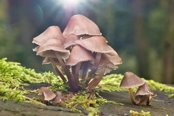 Group Little Mushrooms Growing Forest — Stock Photo, Image