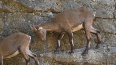 Küçük Alpensteinbock kahverengi keçileri kayalık dağda kalır