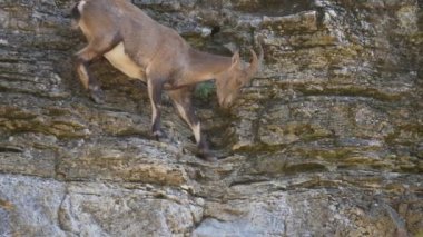 Küçük Alpensteinbock kahverengi keçileri kayalık dağda kalır