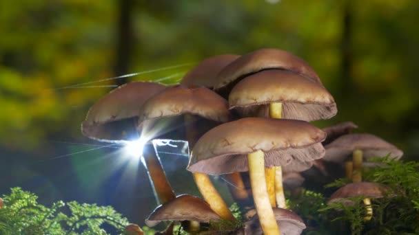 Beleuchtete Pilze Mit Spinnweben Kamera Nach Rechts Bewegt — Stockvideo