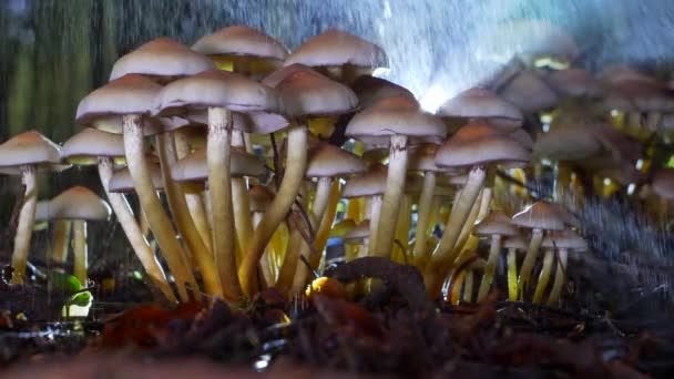 Ciuperci Cluster Ploaie Camera Deplasează Dreapta — Videoclip de stoc