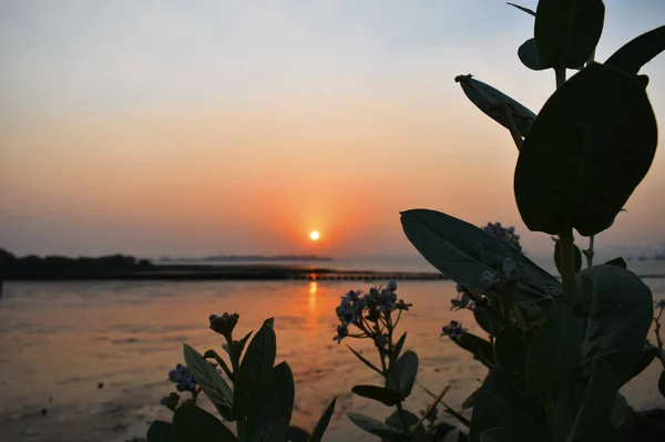 Закат Берегу Мумбаи Силуэтным Изображением Растения — стоковое фото