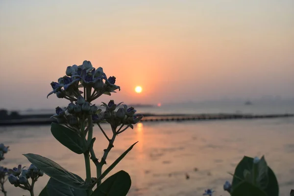 在木乃伊海岸的落日 前景一片小花 — 图库照片