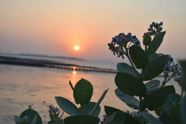 在靠近大海的木乃伊海岸上生长的小植物 — 图库照片