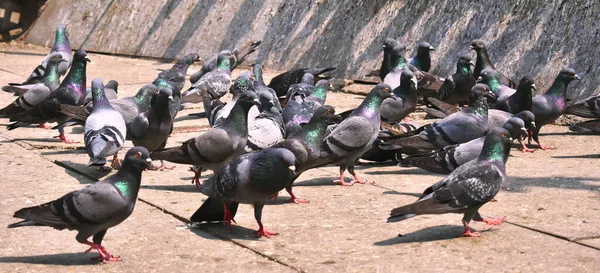 Bir grup güvercin yerde oturuyor.